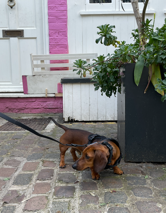 Durable Waterproof Black Dog Lead image 1