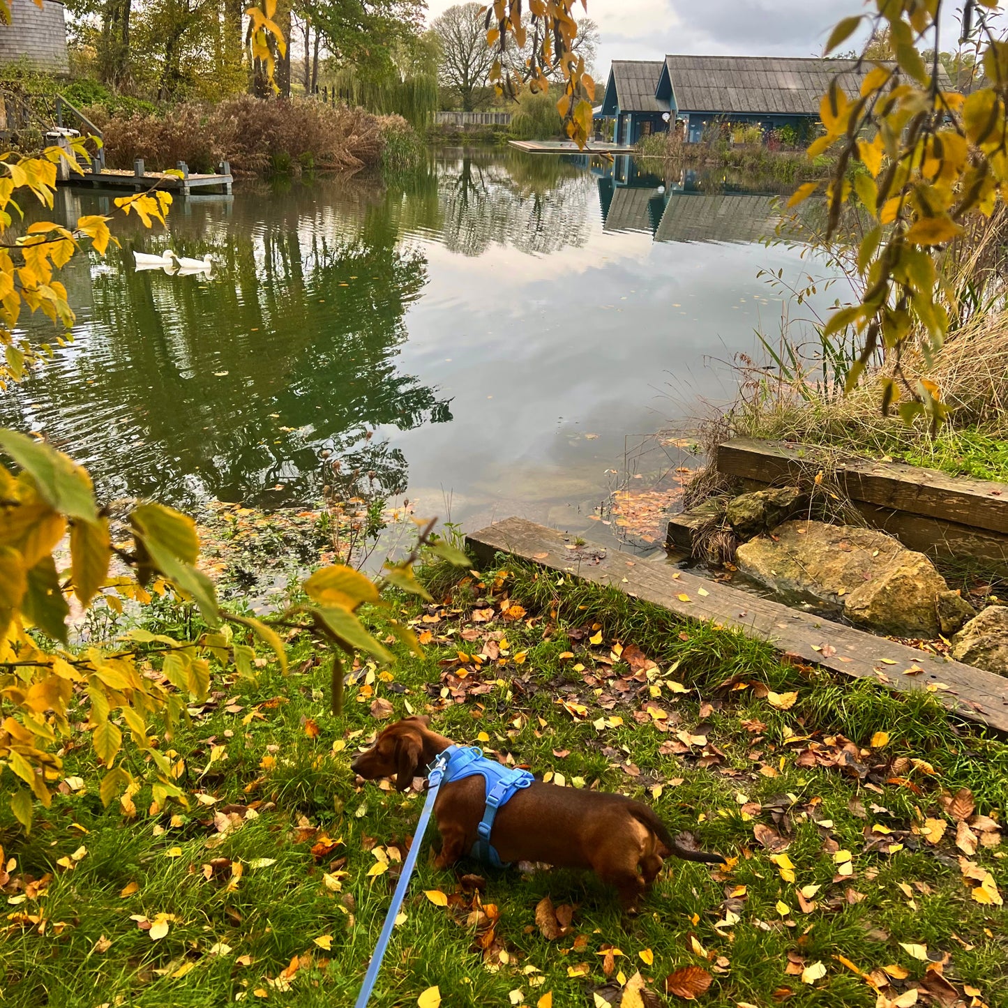 Durable Waterproof Blue Dog Lead image 3