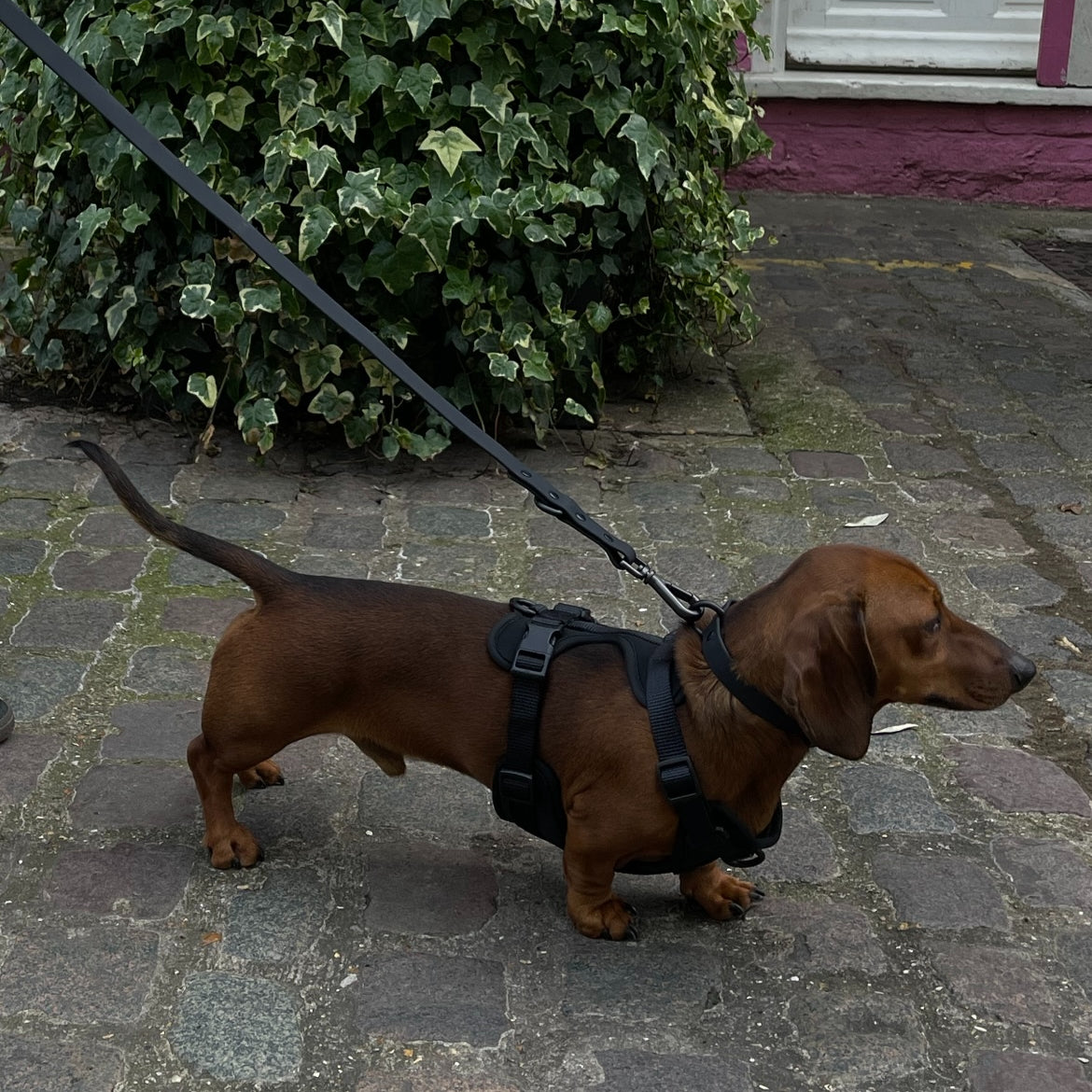 Black Dog Walking Set image 2