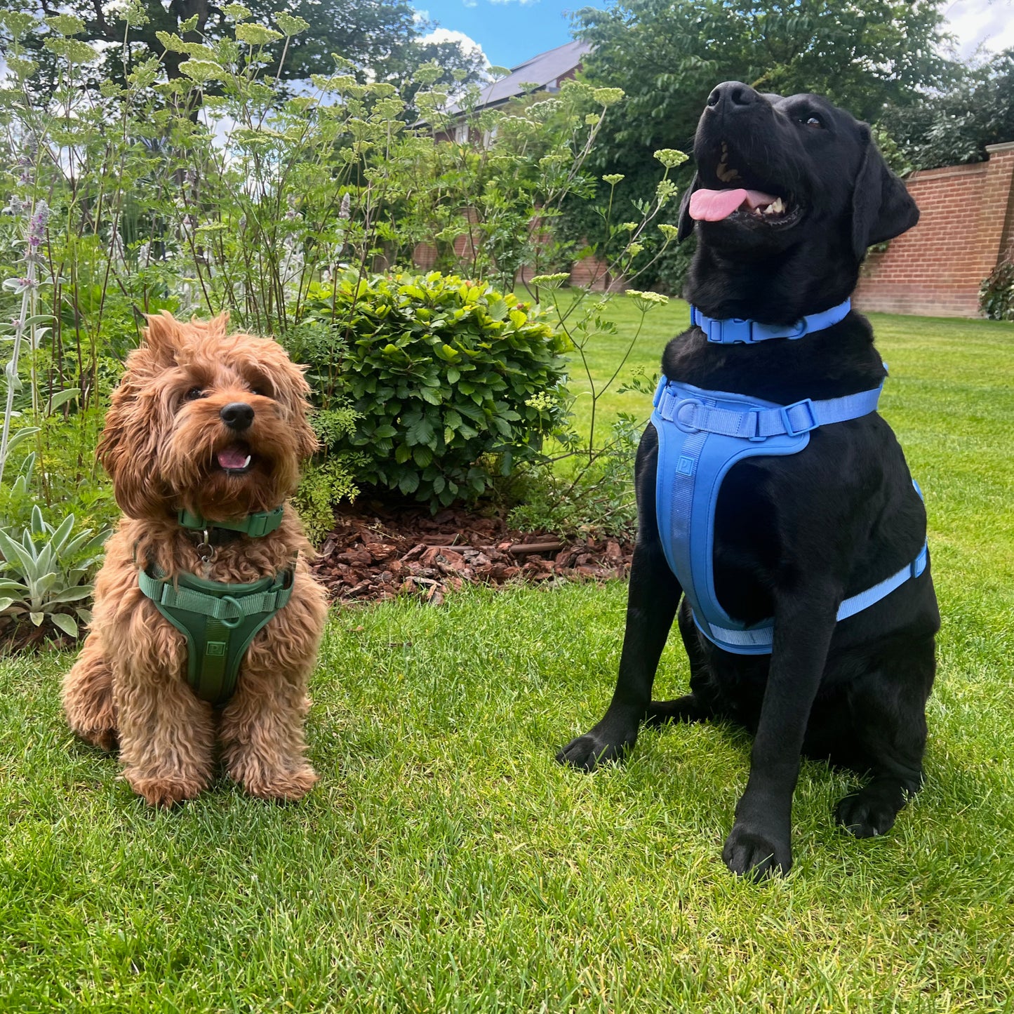 Blue Dog Walking Set image 5