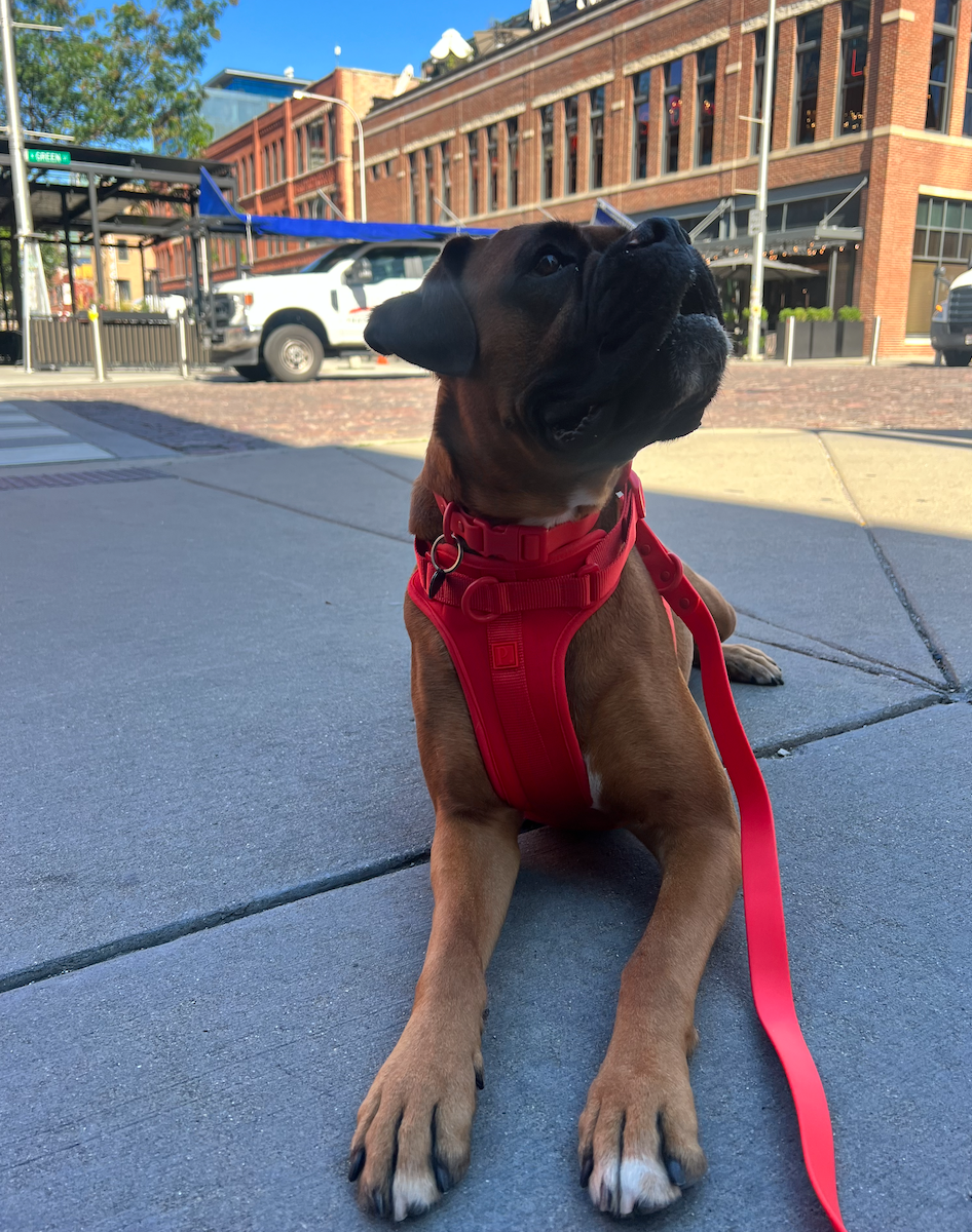 Red Dog Walking Set image 2