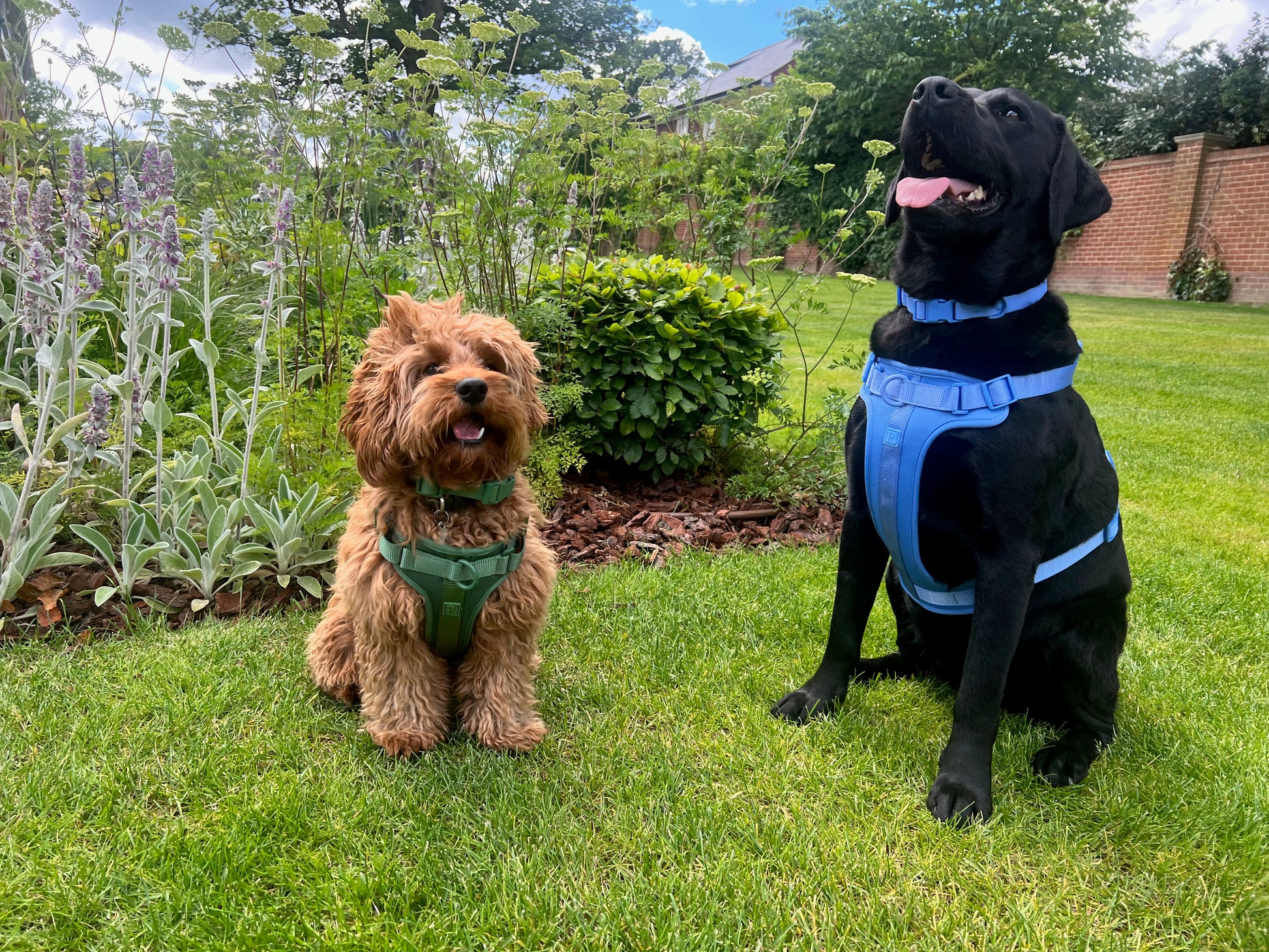 Green Dog Walking Set image 5