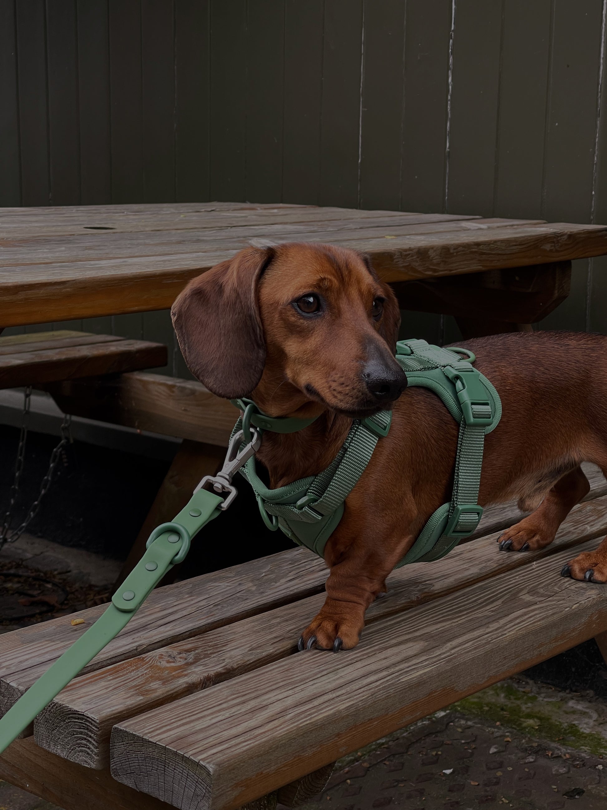 Green Dog Walking Set image 2