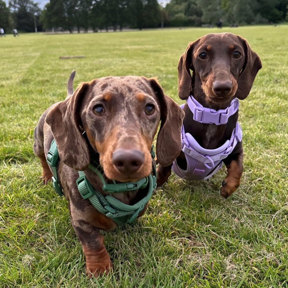 Waterproof Lilac Dog Collar image 2