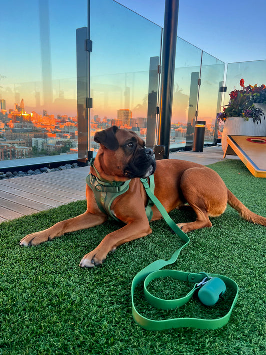 Durable Waterproof Green Dog Lead image 1