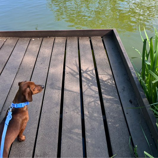 Durable Waterproof Blue Dog Lead image 1