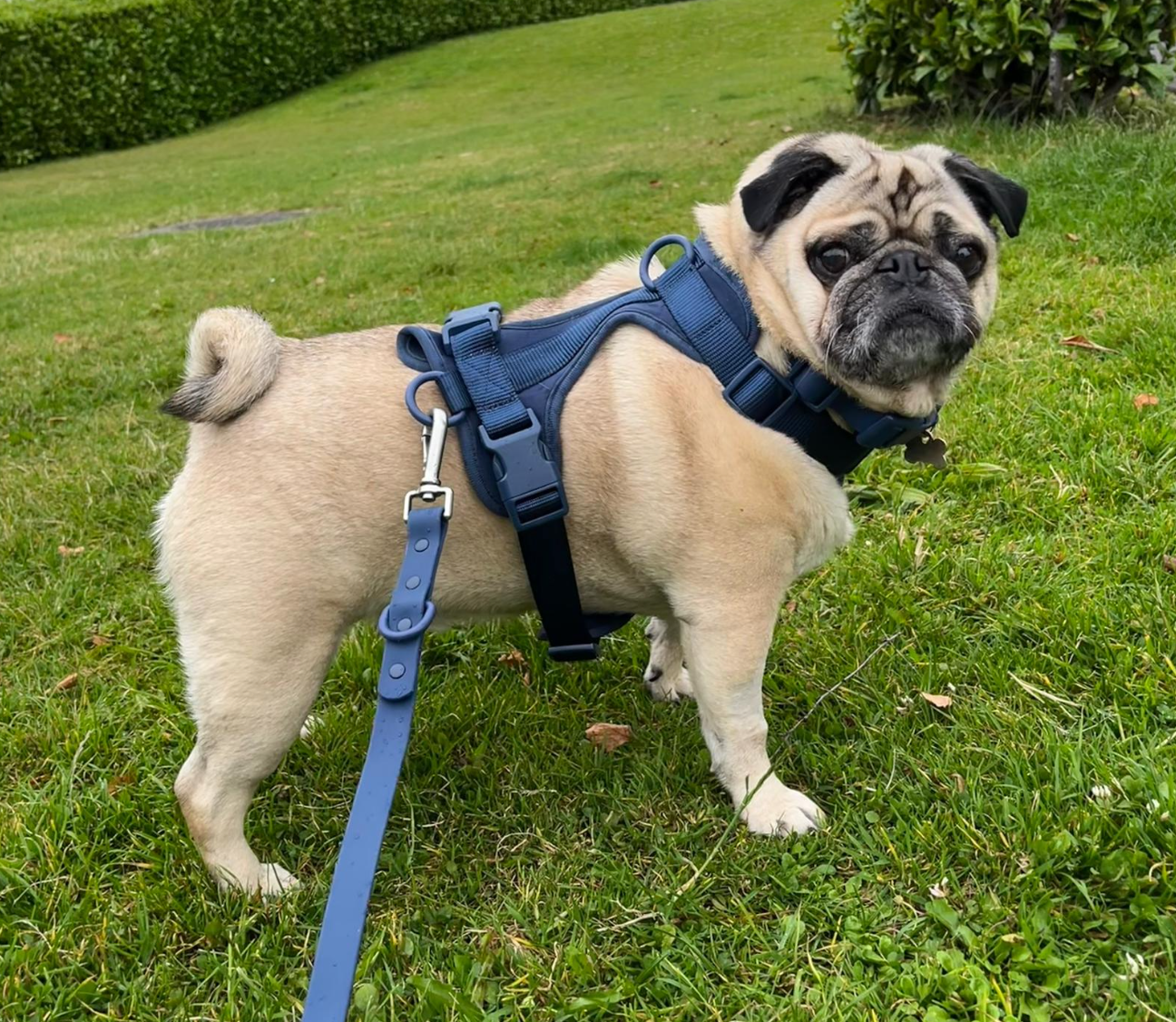 Durable Waterproof Navy Dog Lead image 3