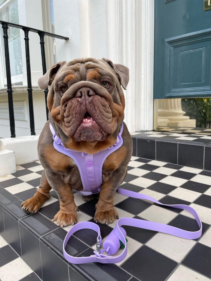 Lilac Dog Walking Set image 1