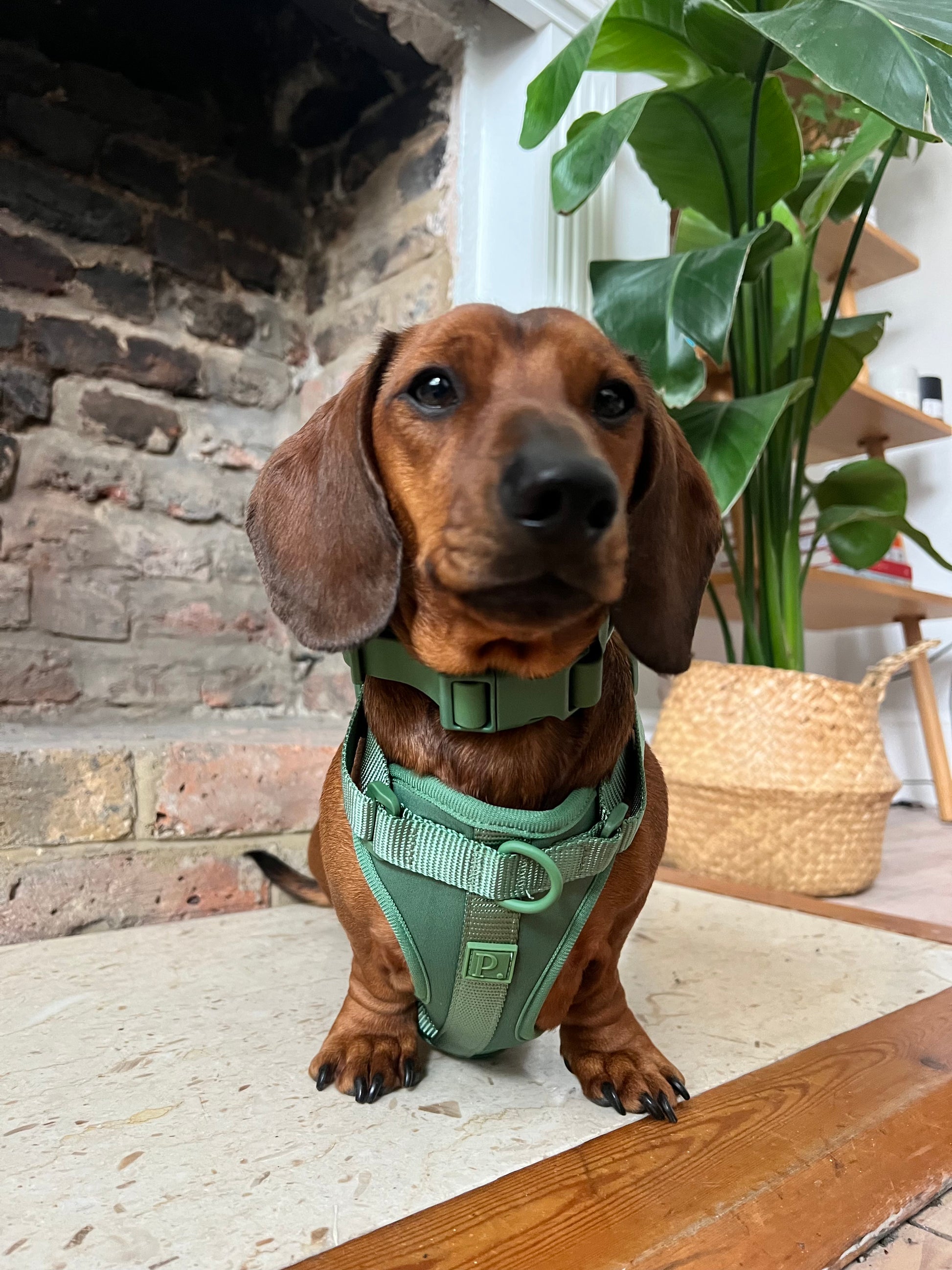 Waterproof Green Dog Collar image 3