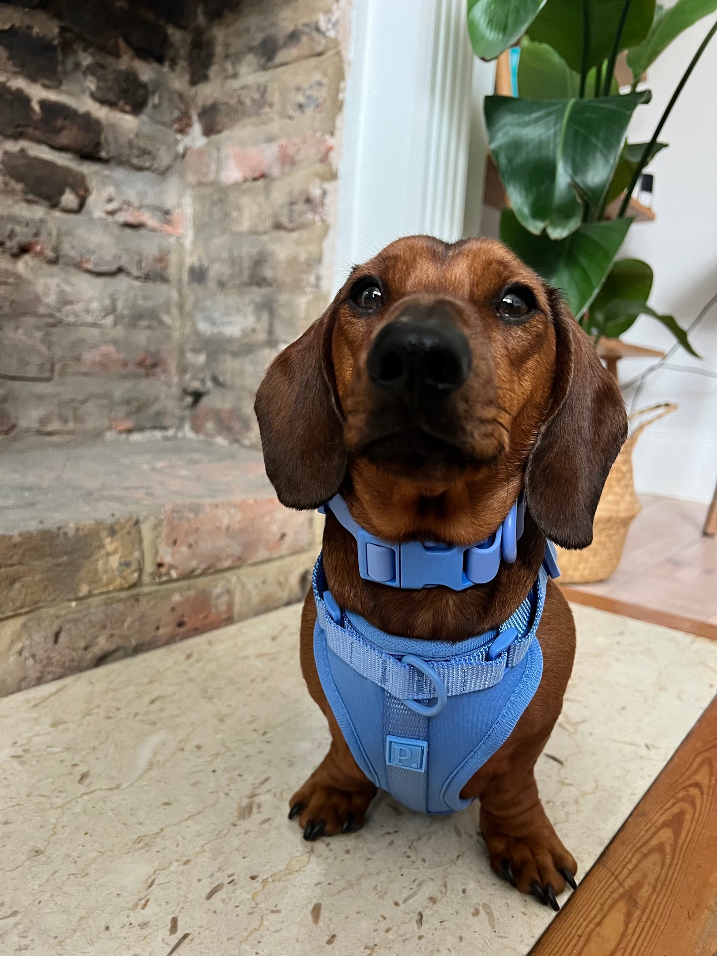 Waterproof Blue Dog Collar image 3