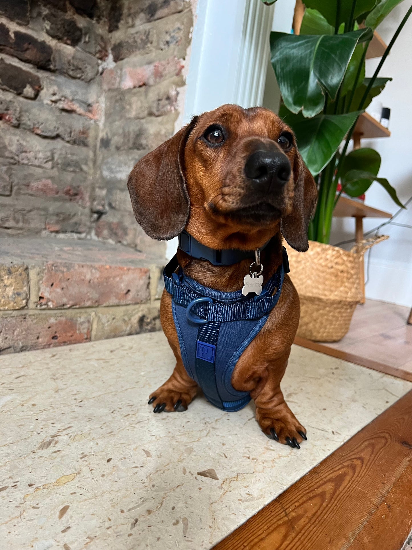 Waterproof Navy Dog Collar image 1