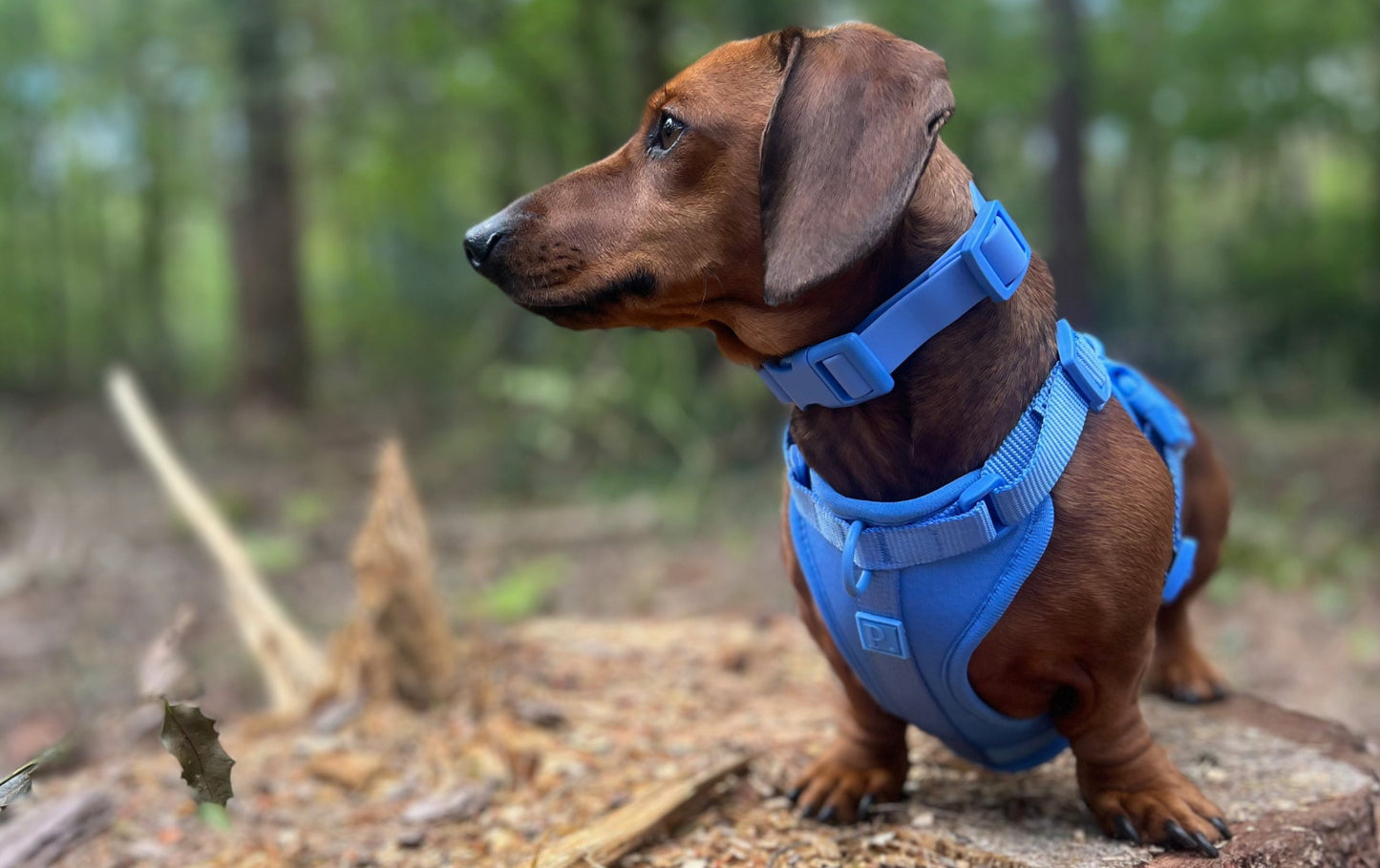 Waterproof Blue Dog Collar image 2