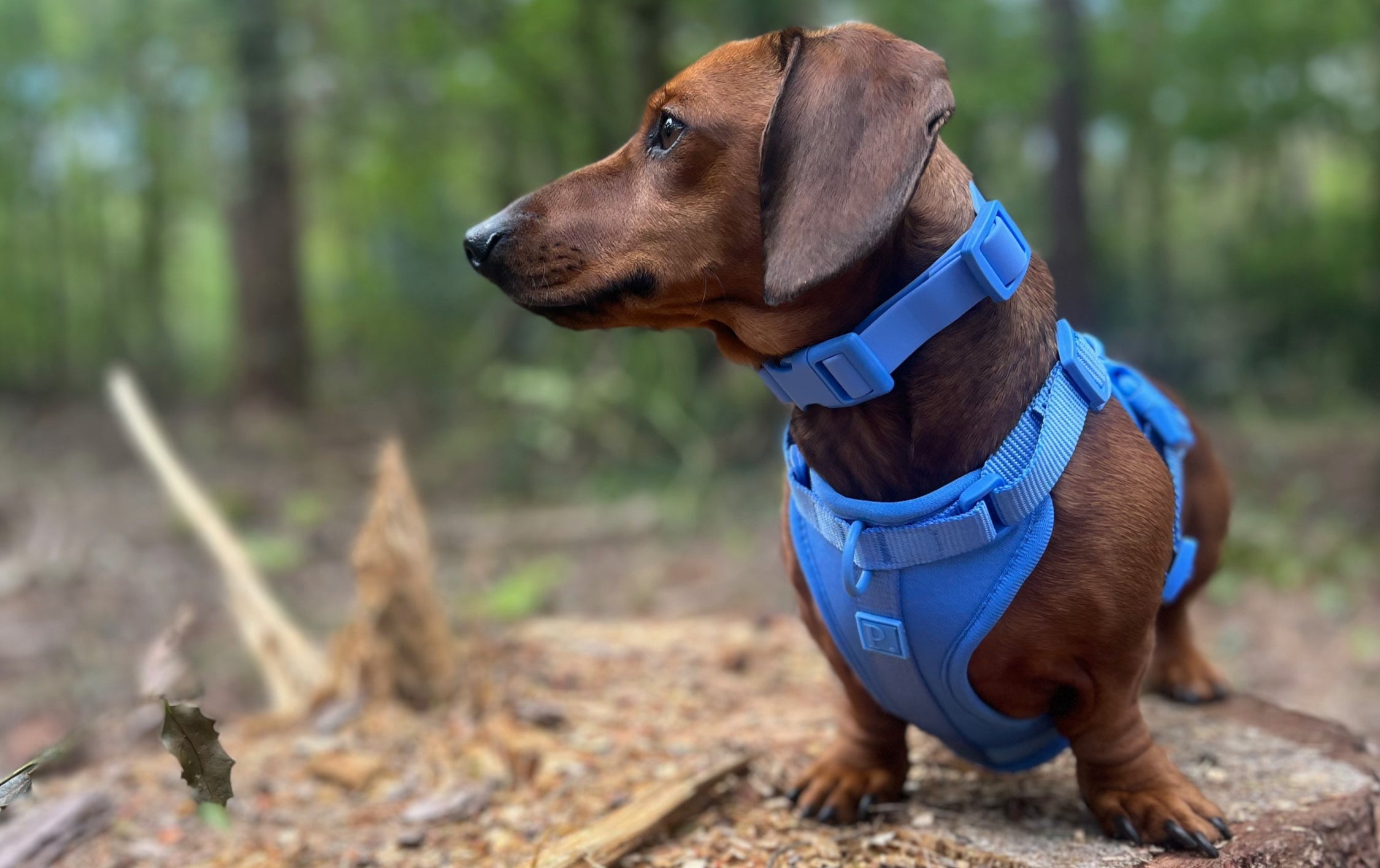 Waterproof Blue Dog Collar image 2