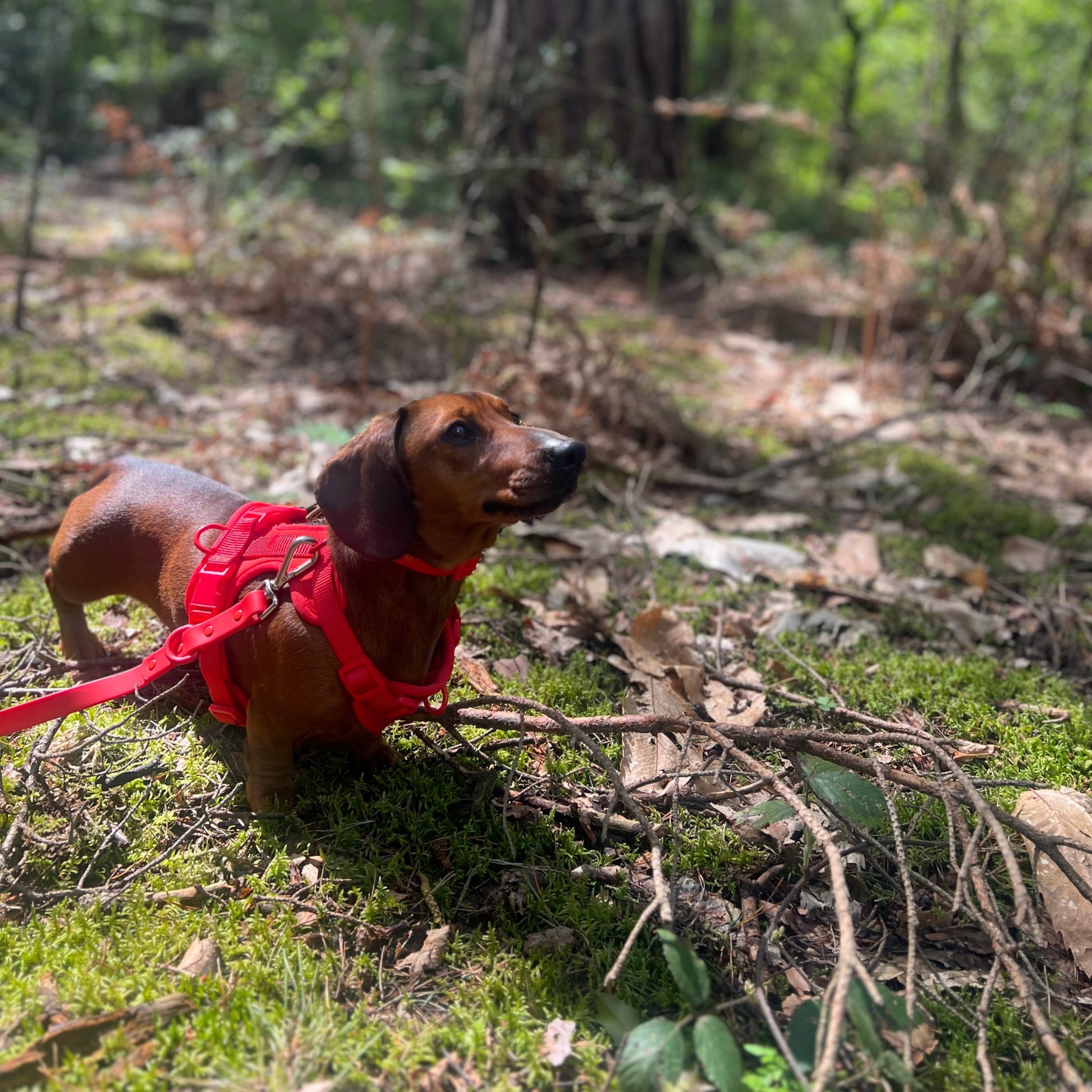 Durable Waterproof Red Dog Lead image 2