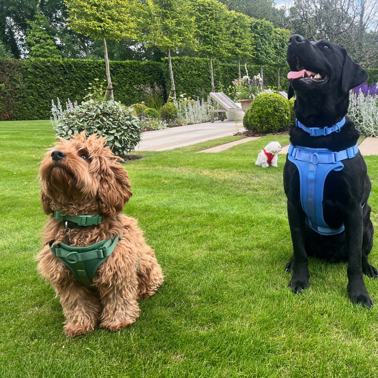 Waterproof Green Dog Collar image 2