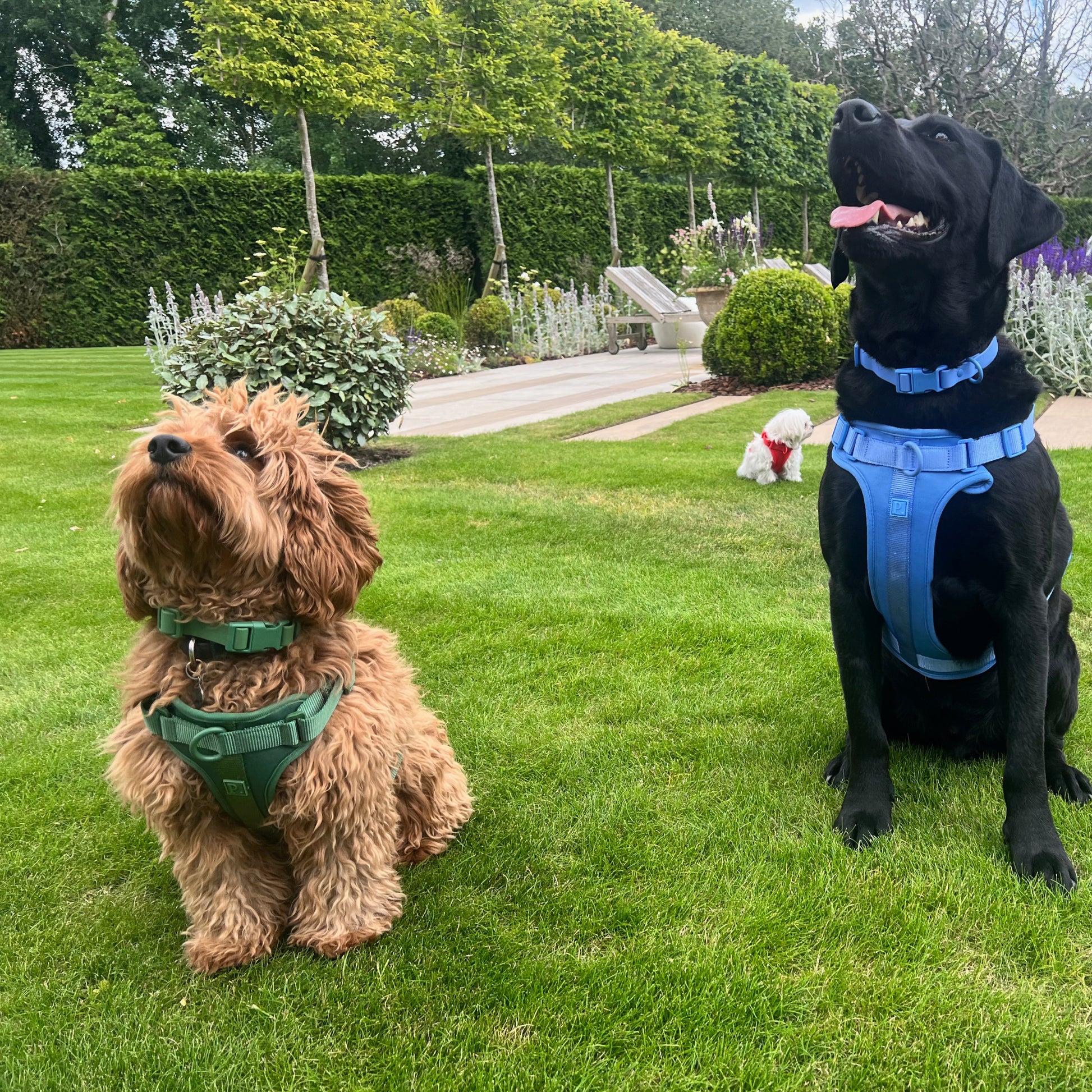 Waterproof Green Dog Collar image 2