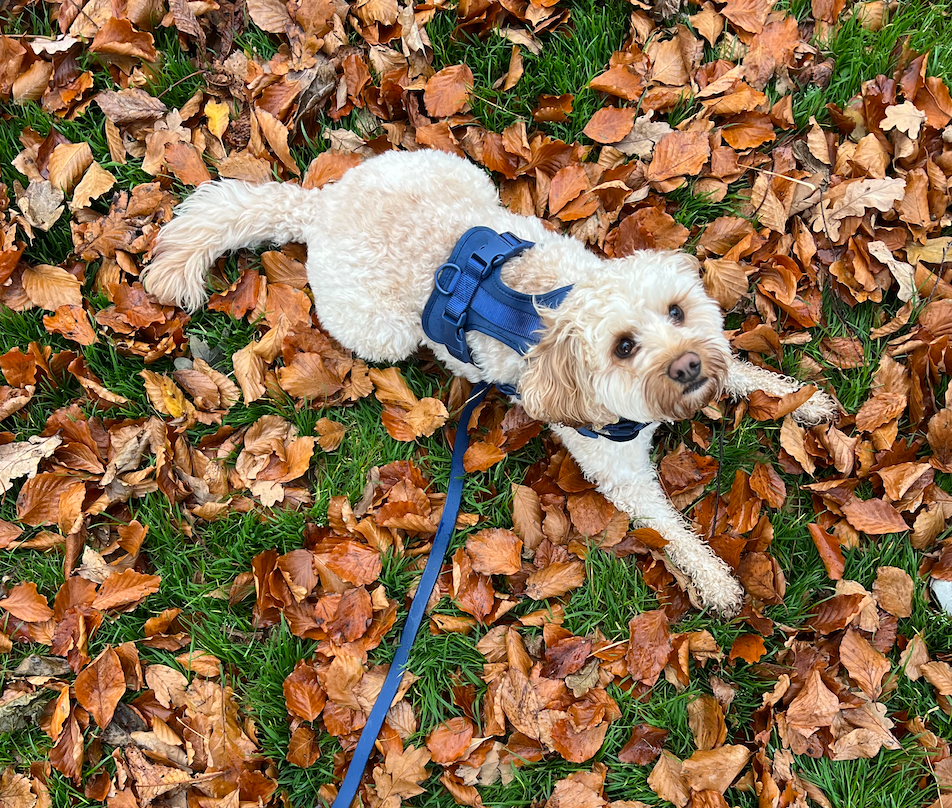 Navy Dog Walking Set image 4