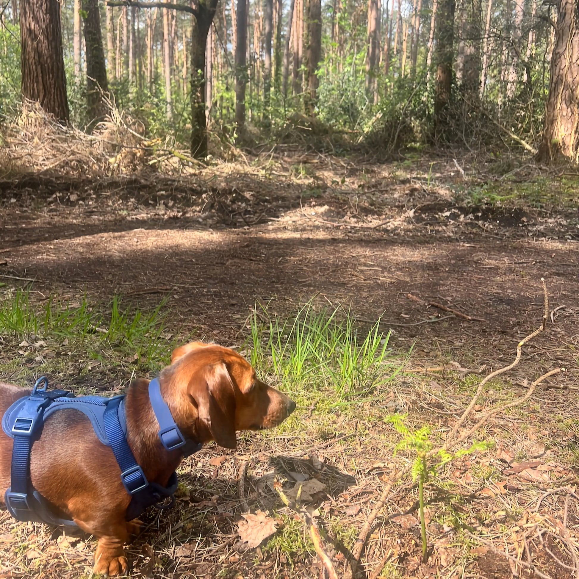 Waterproof Navy Dog Collar image 2