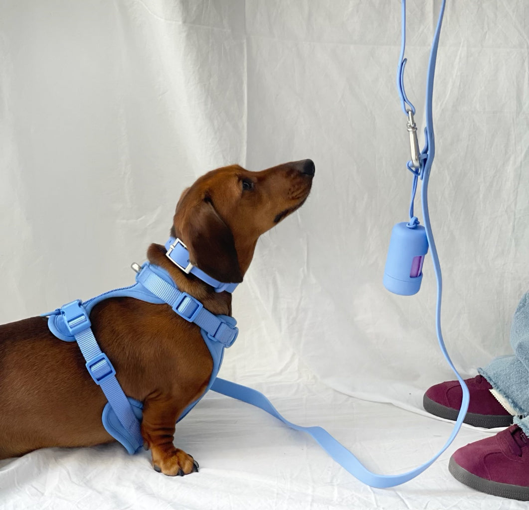 Blue Dog Walking Set image 3