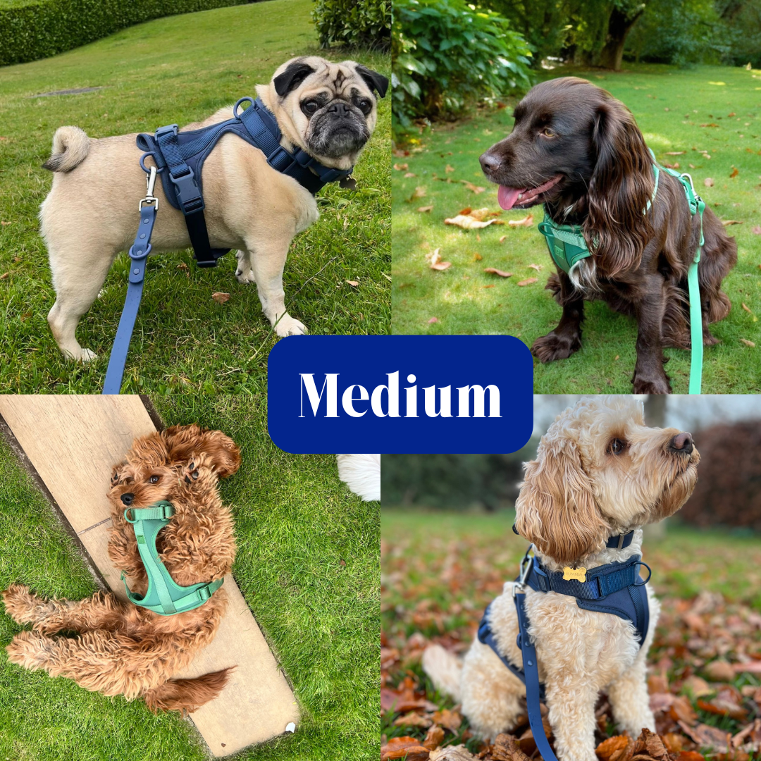 Durable Neoprene Red Dog Harness image 7