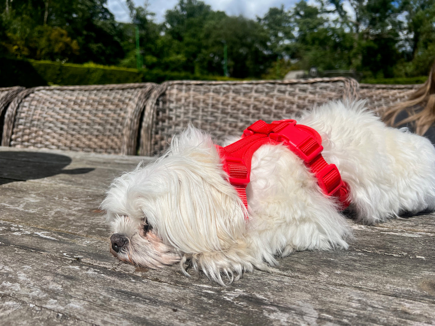 Red Dog Walking Set image 5