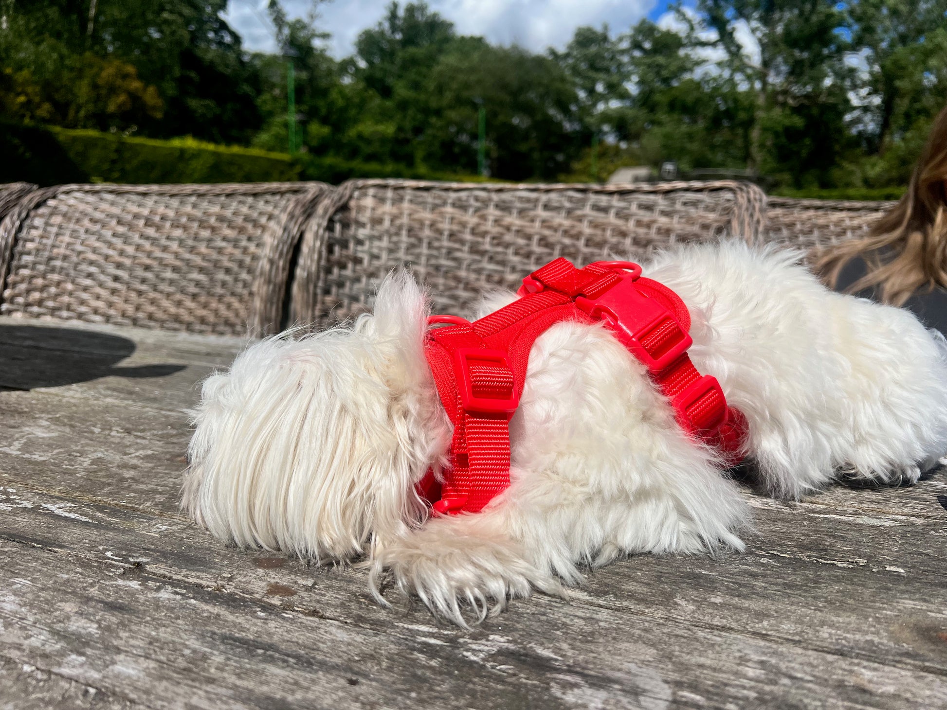 Durable Neoprene Red Dog Harness image 3