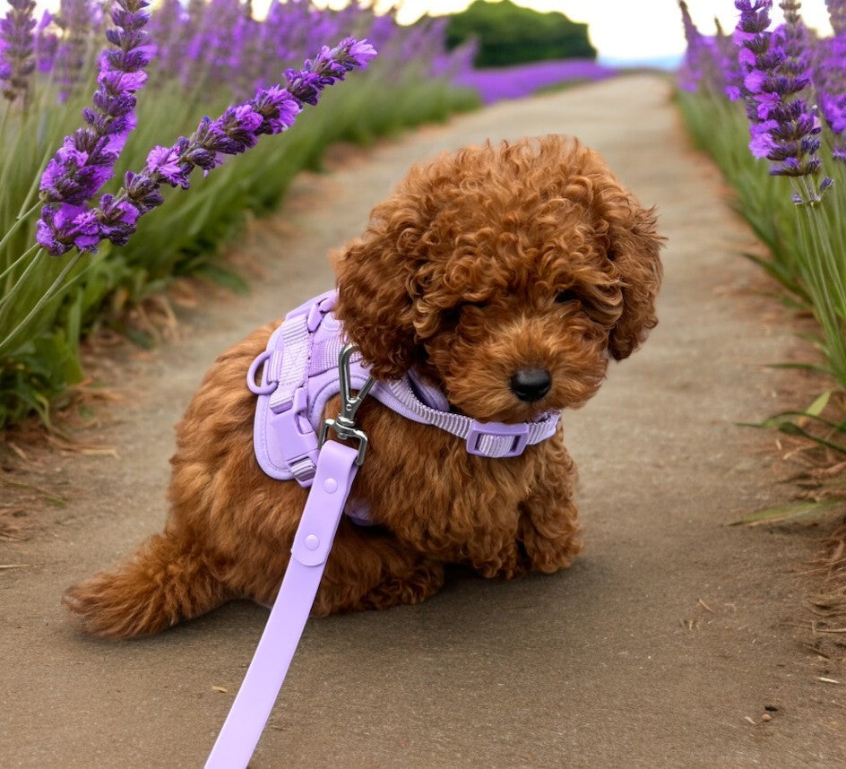 Durable Waterproof Lilac Dog Lead image 3