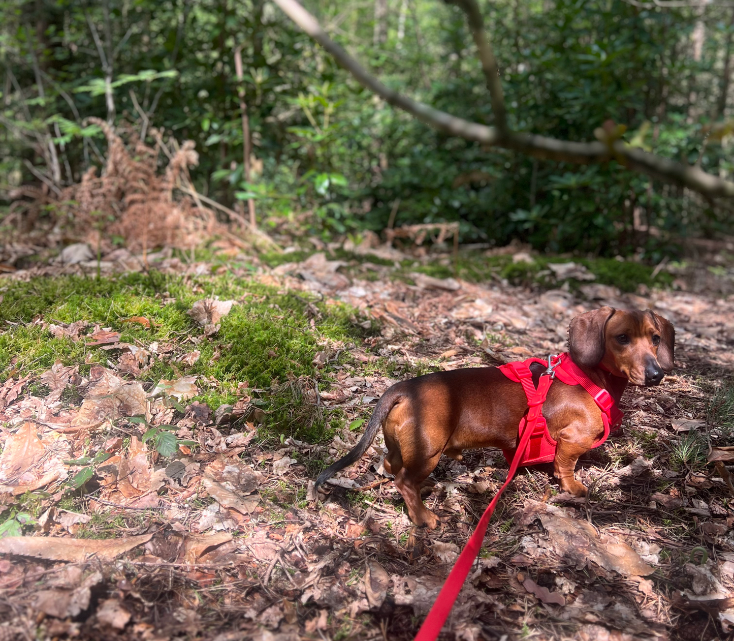 Durable Neoprene Red Dog Harness image 4
