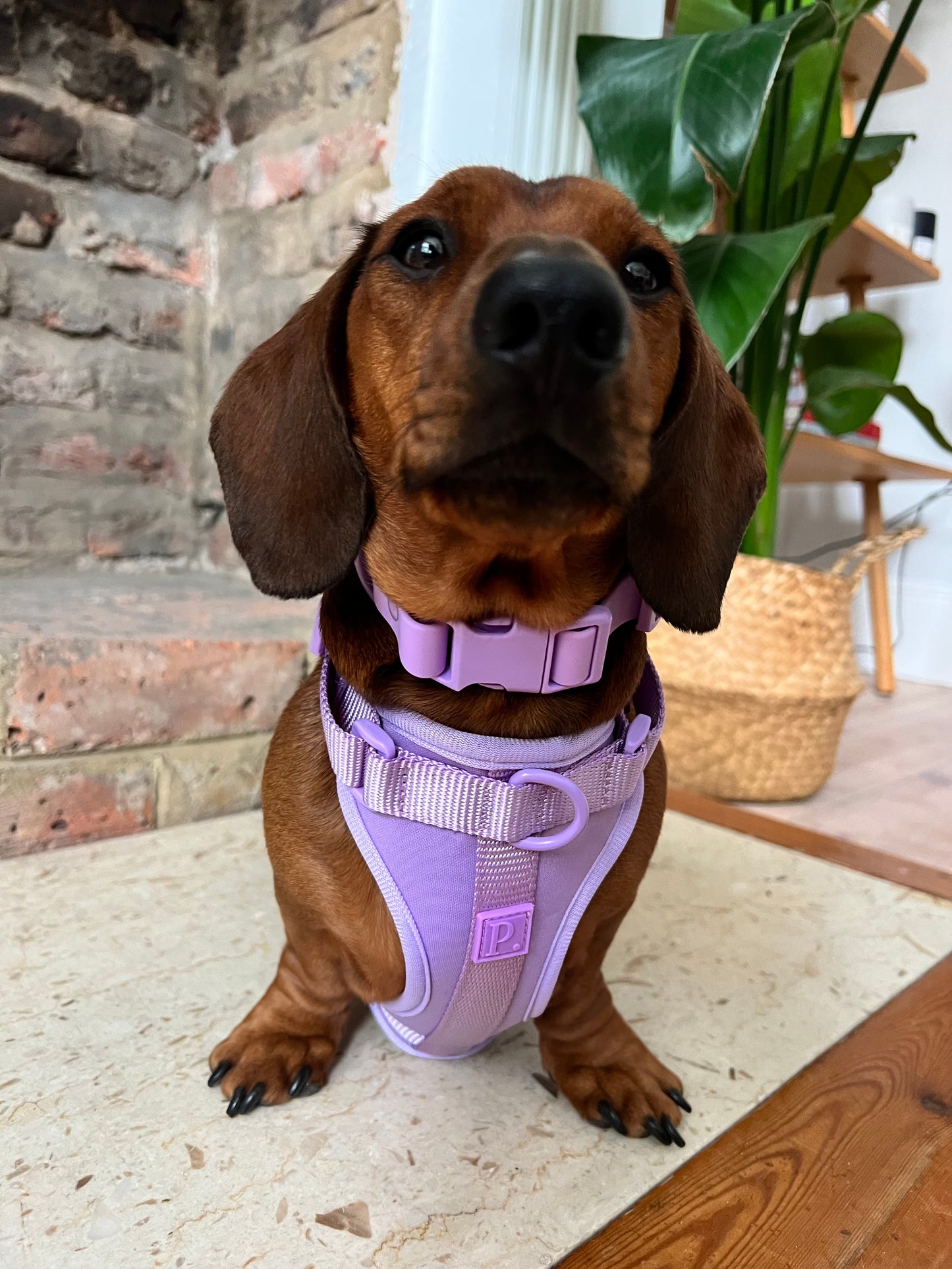 Waterproof Lilac Dog Collar image 1