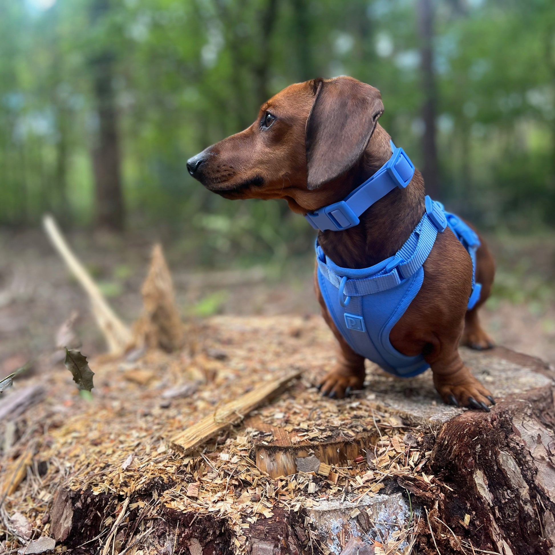 Blue Dog Walking Set image 2