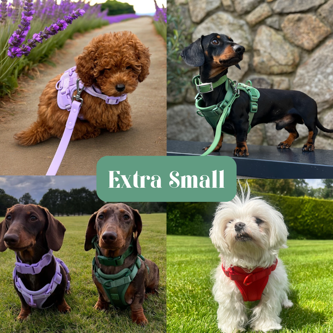 Green Dog Walking Set image 6