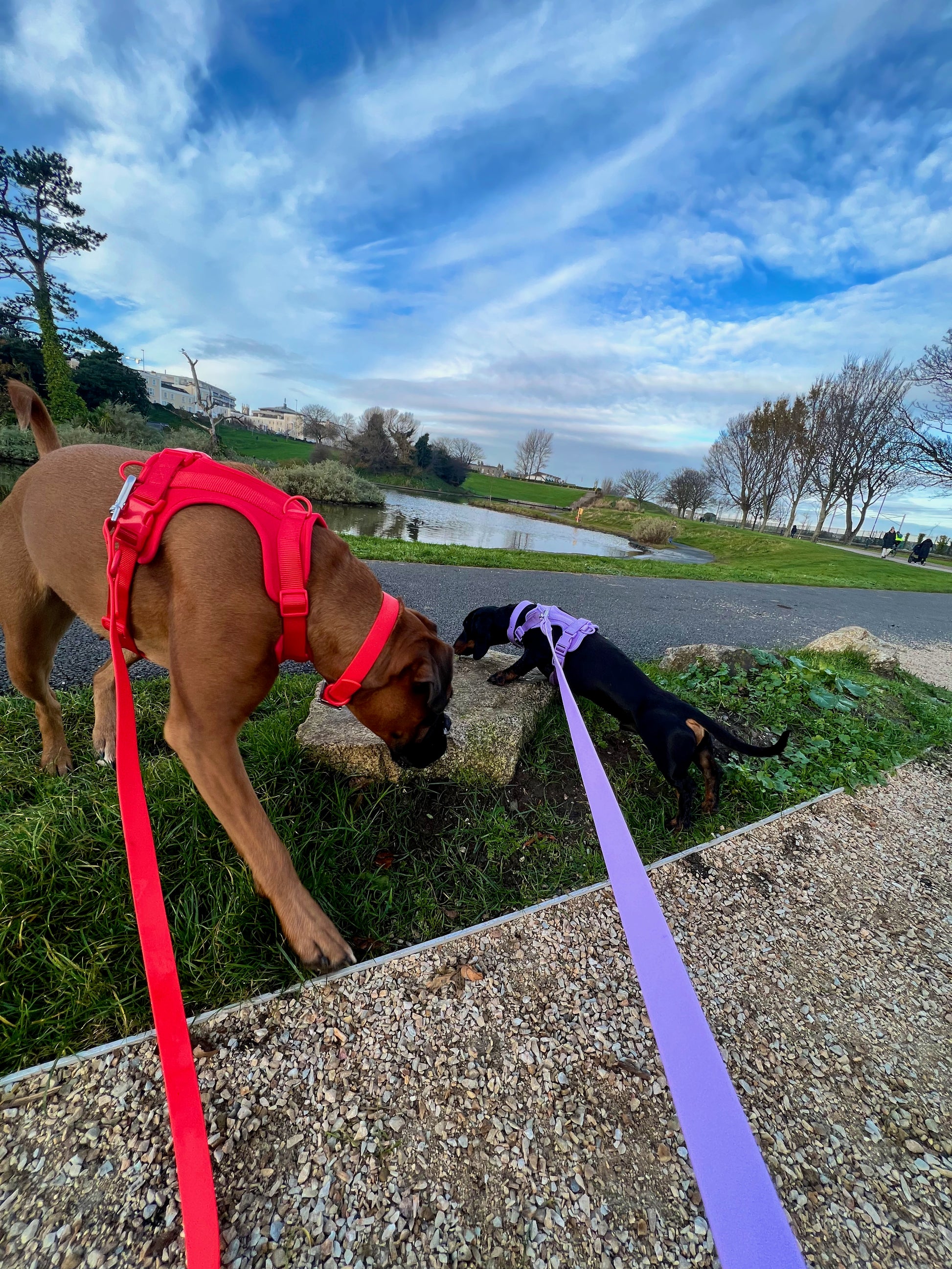 Red Dog Walking Set image 3