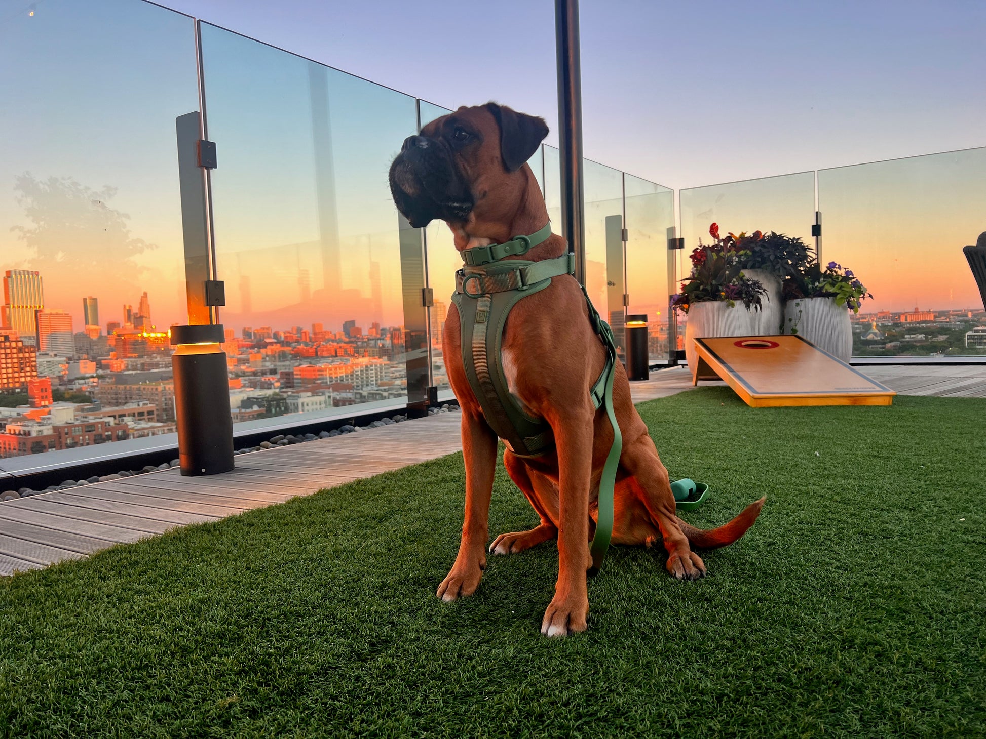 Waterproof Green Dog Collar image 1