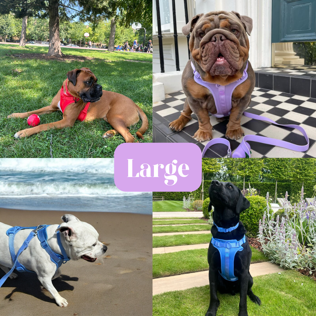 Durable Neoprene Blue Dog Harness image 8