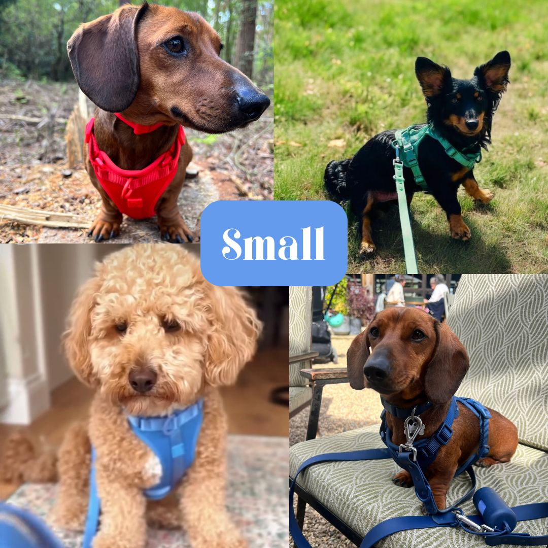 Durable Neoprene Blue Dog Harness image 6