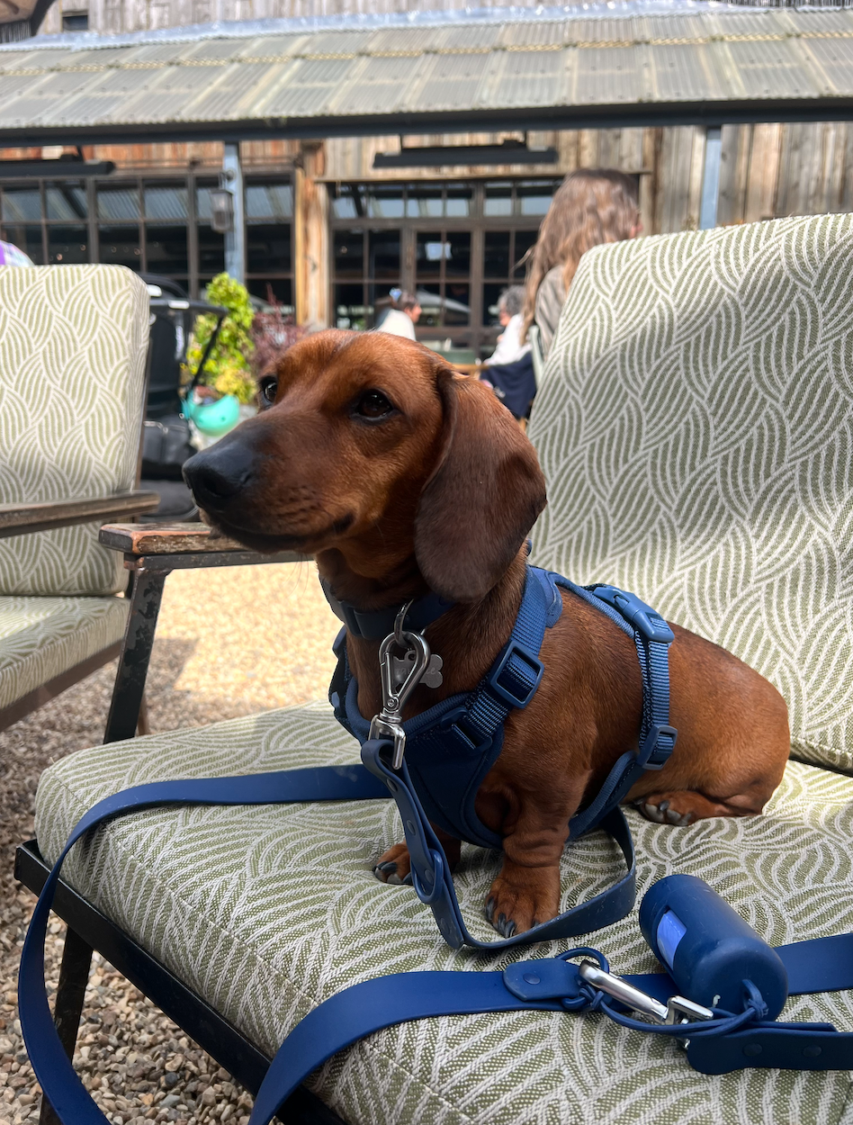 Durable Waterproof Navy Dog Lead image 1