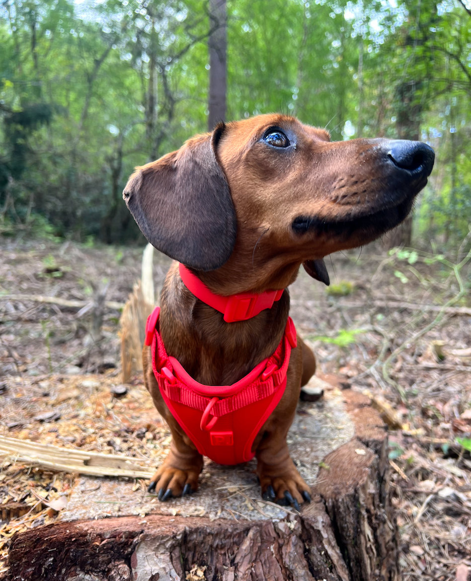 Red Dog Walking Set image 4