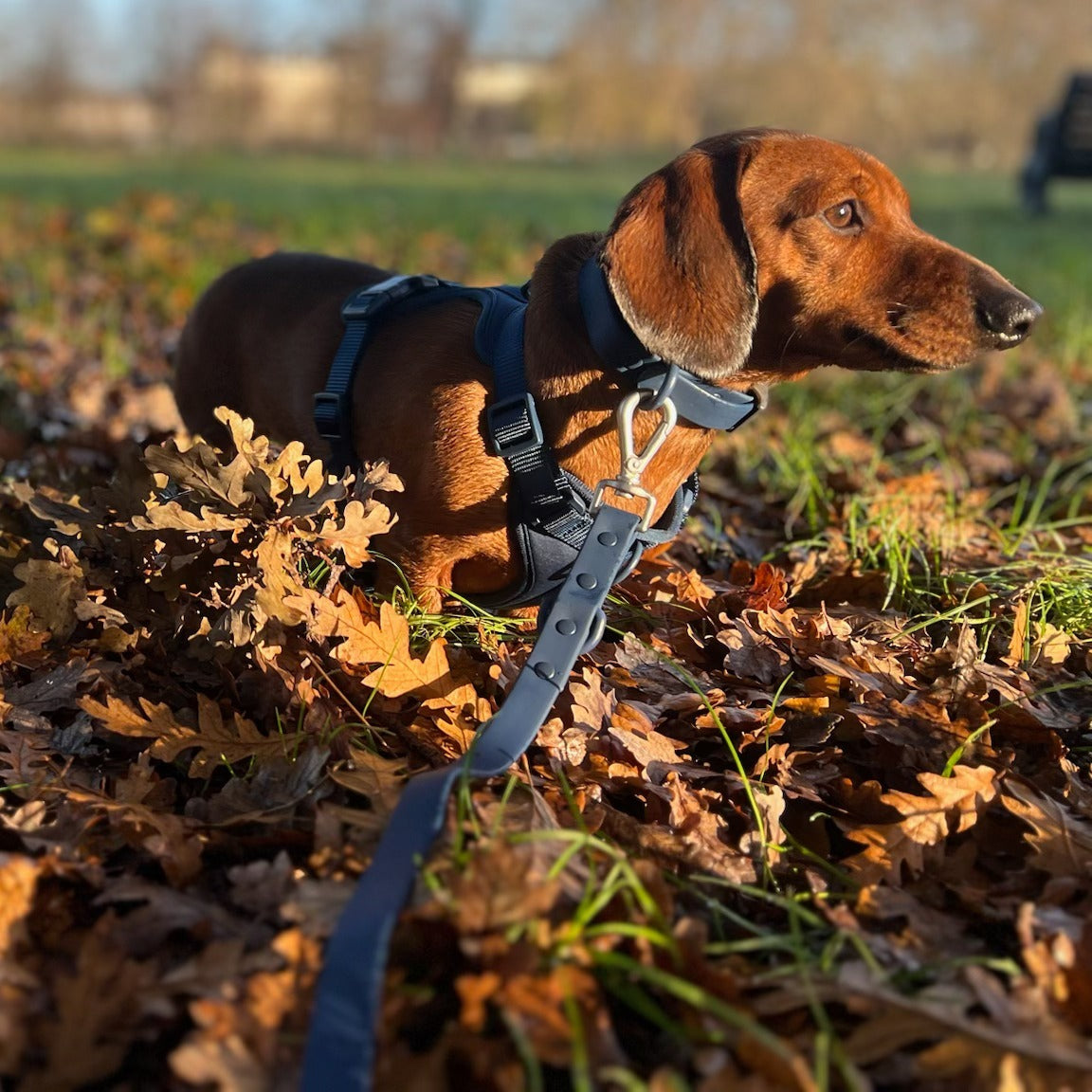 Durable Waterproof Navy Dog Lead image 4