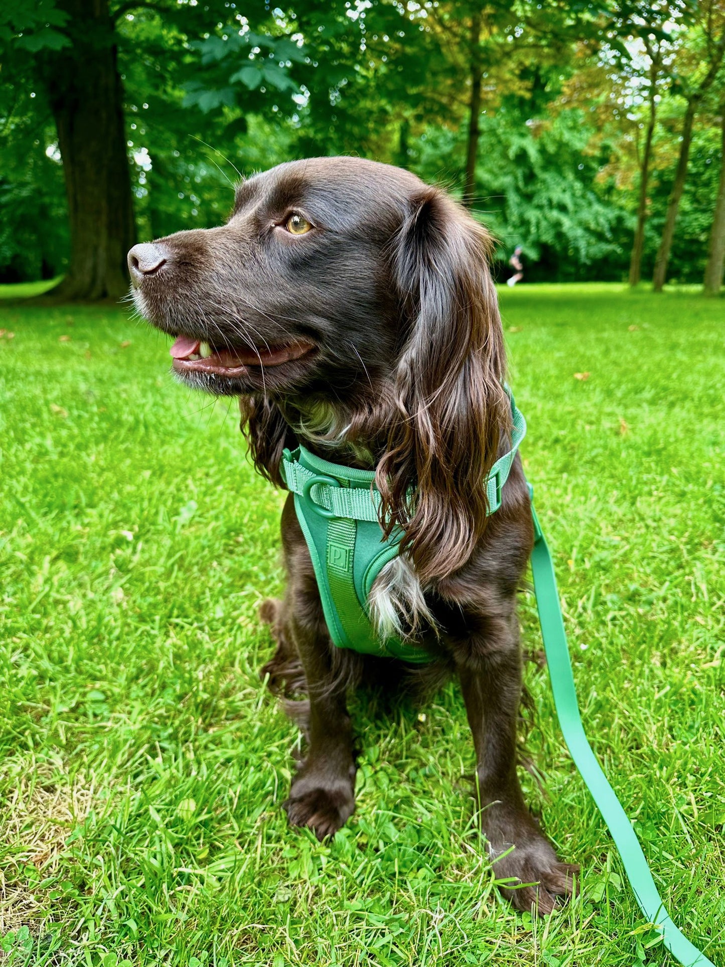 Durable Waterproof Green Dog Lead image 4