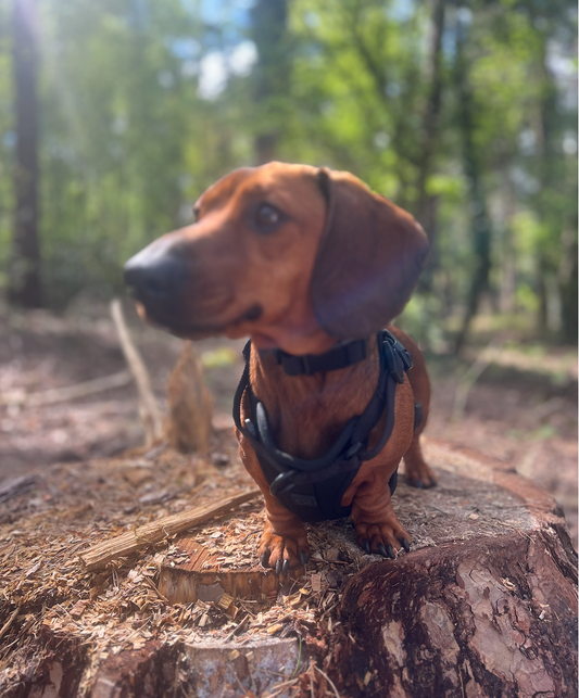 Waterproof Black Dog Collar image 1