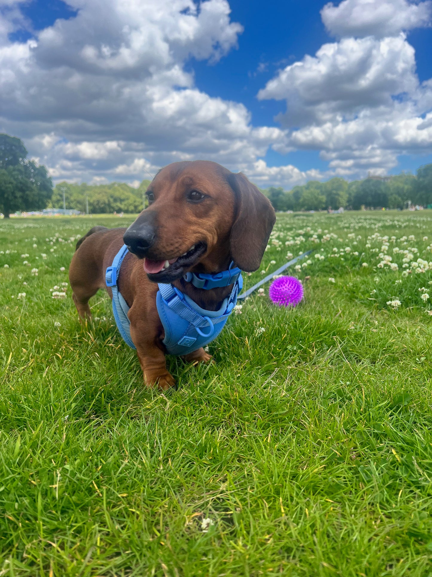 Durable Neoprene Blue Dog Harness image 2