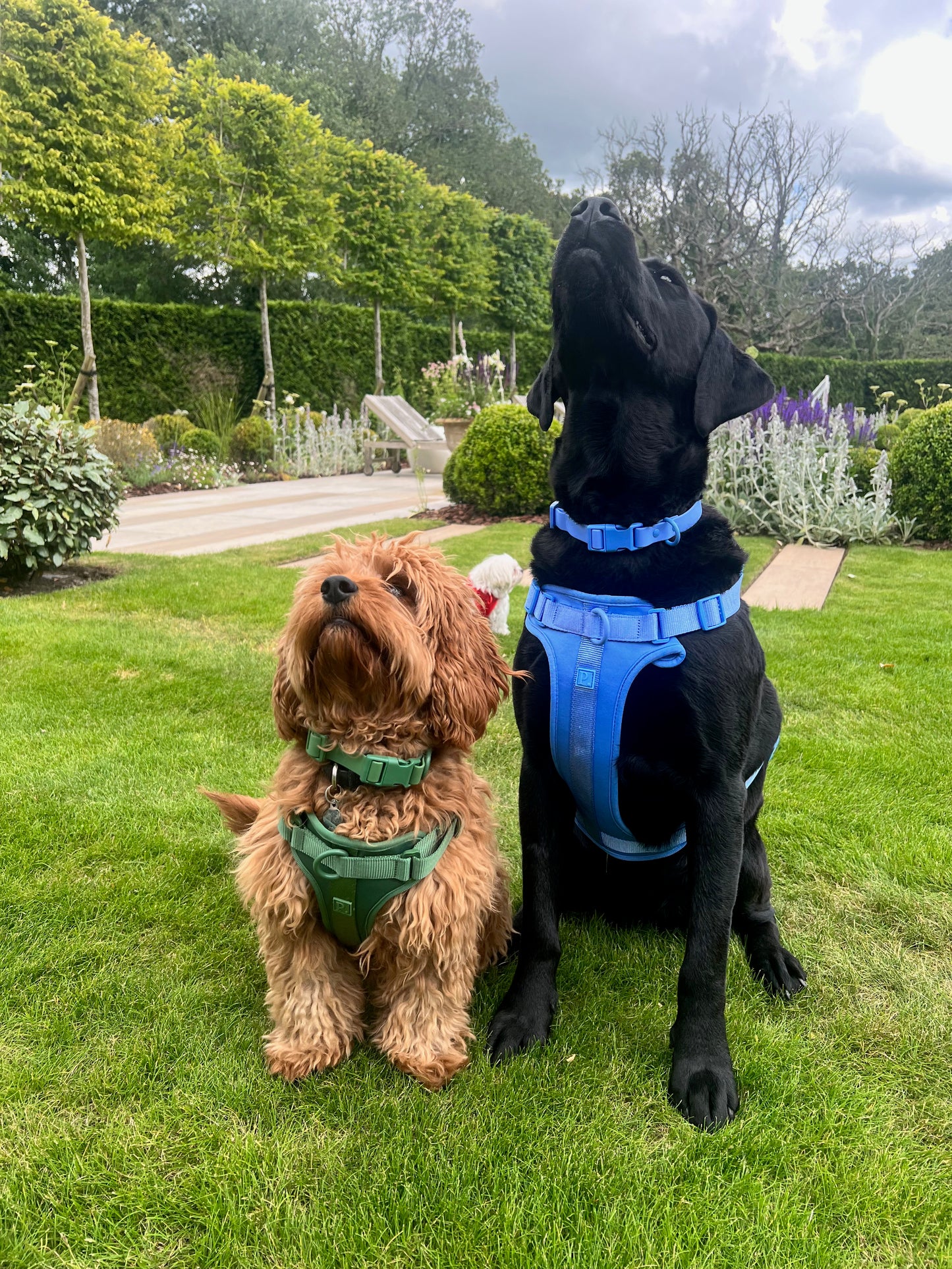 Durable Neoprene Blue Dog Harness image 3