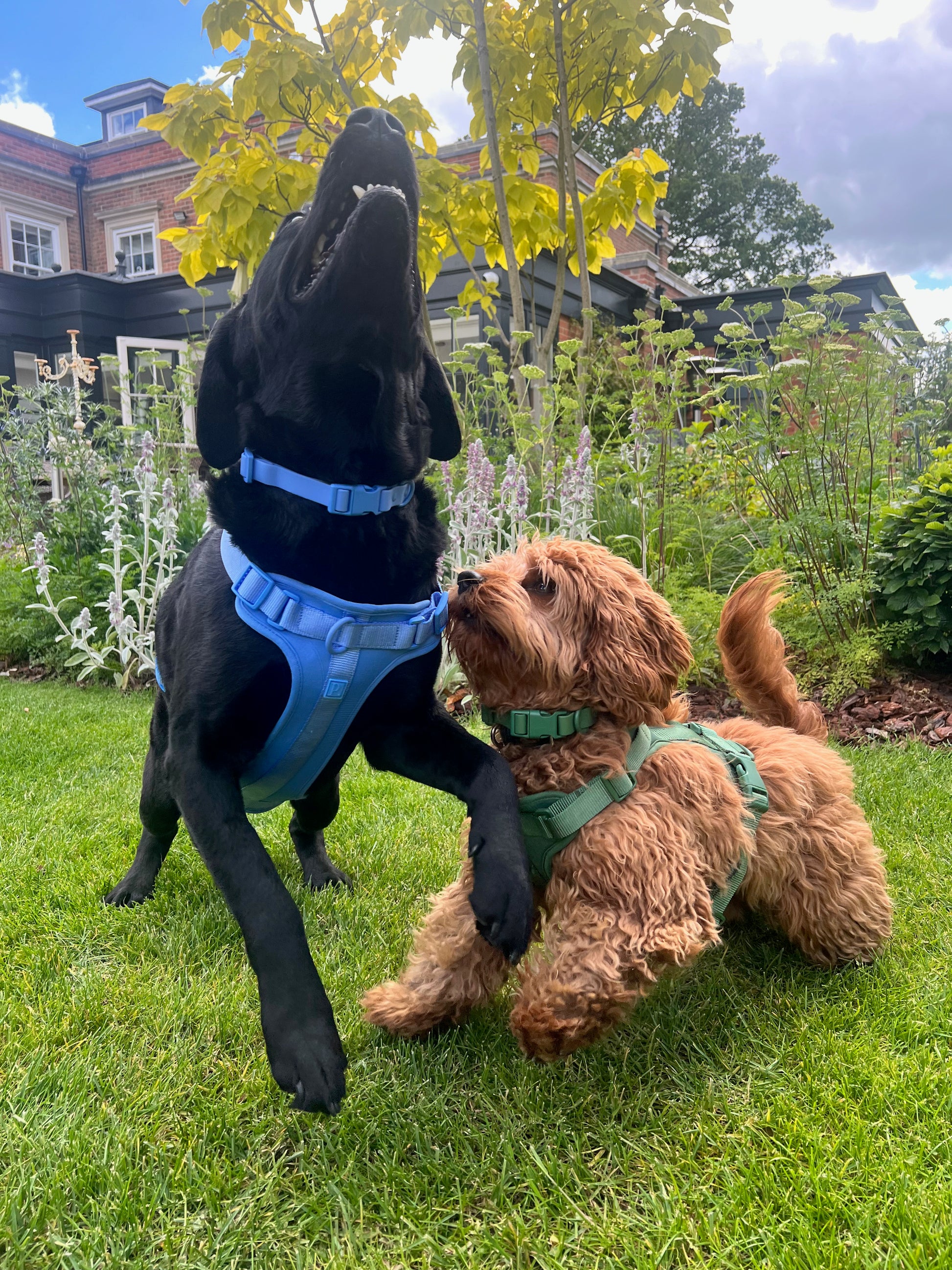 Waterproof Blue Dog Collar image 1